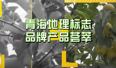 青海省地理标志品牌产品宣传片